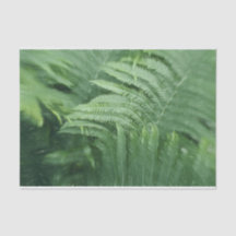 Fern Blätter Botanische Vegetation