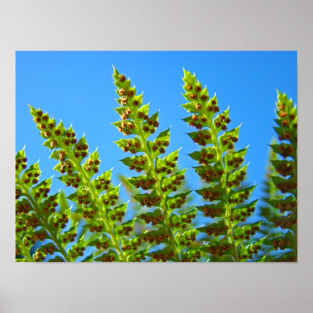 FERN Blätter Kunstdrucke Gerahmte Kunstwerke Green Poster (Vorne)