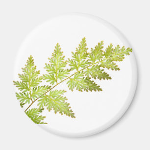 Fern-Blätter Magnet
