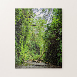Fern Canyon Green Walls in Redwoods Nationalpark