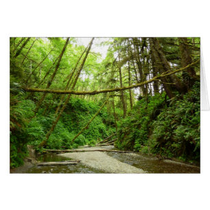 Fern Canyon I au Redwood National Park