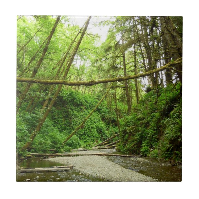 Fern Canyon I im Redwood National Park Fliese (Vorderseite)