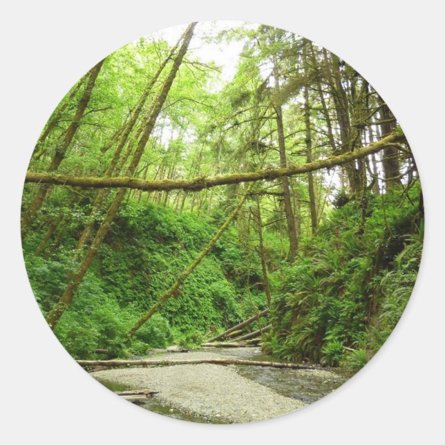 Fern Canyon I im Redwood National Park Runder Aufkleber (Vorderseite)