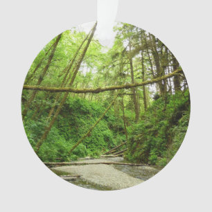 Fern Canyon I im Redwood-Nationalpark Ornament