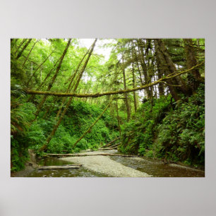 Fern Canyon I im Redwood-Nationalpark Poster
