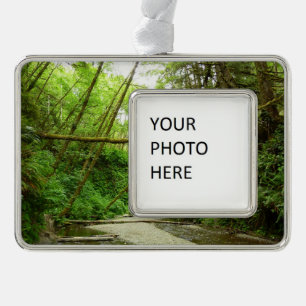Fern Canyon I im Redwood-Nationalpark Rahmen-Ornament Silber