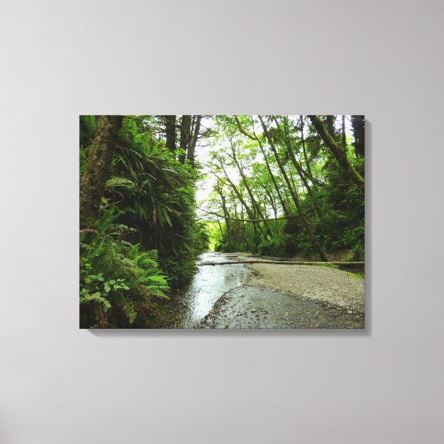 Fern Canyon II im Redwood-Nationalpark Leinwanddruck (Vorderseite)