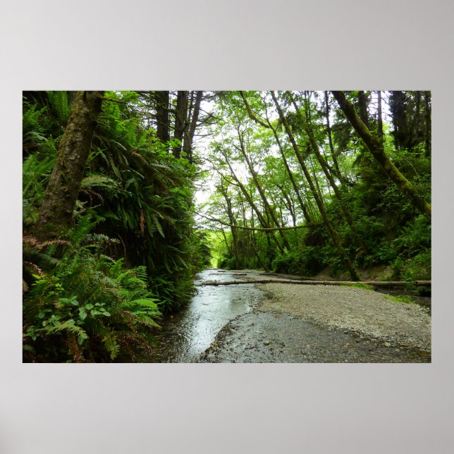 Fern Canyon II im Redwood-Nationalpark Poster (Vorne)
