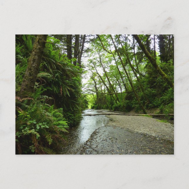 Fern Canyon II im Redwood-Nationalpark Postkarte (Vorderseite)
