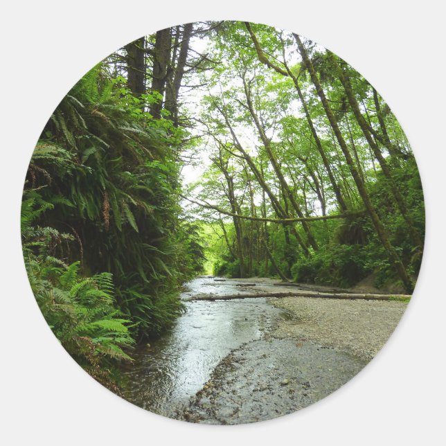 Fern Canyon II im Redwood-Nationalpark Runder Aufkleber (Vorderseite)