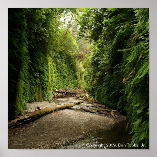 Fern Canyon, Kalifornien Poster (Vorne)