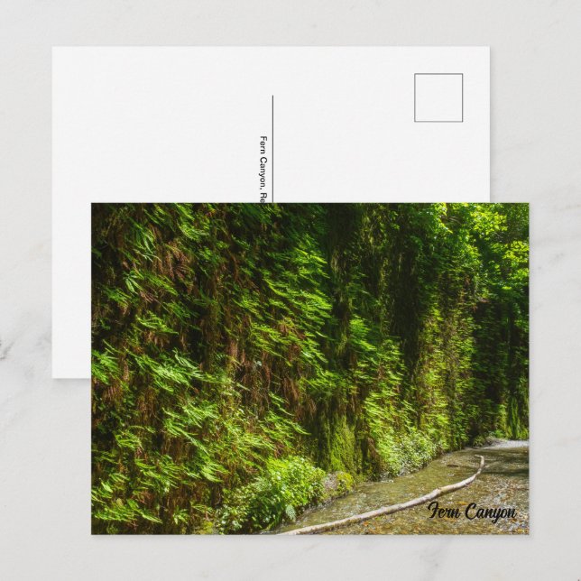 Fern Canyon Redwood Nationalpark California Postkarte (Vorne/Hinten)