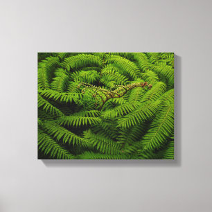 Fern Fine Art Fotograf Leinwanddruck