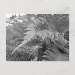 Fern Friendly Postkarte