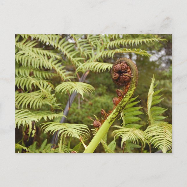 Fern Frond, New Zealand Postkarte (Vorderseite)