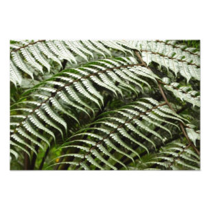 Fern Fronds II Dunkle grüne Natur Fotodruck