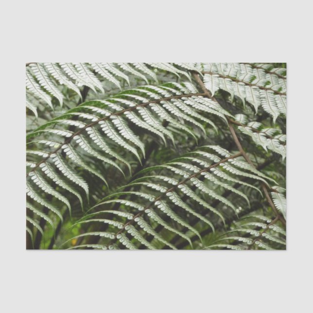 Fern Fronds II Dunkle grüne Natur Seidenpapier (Vorderseite)