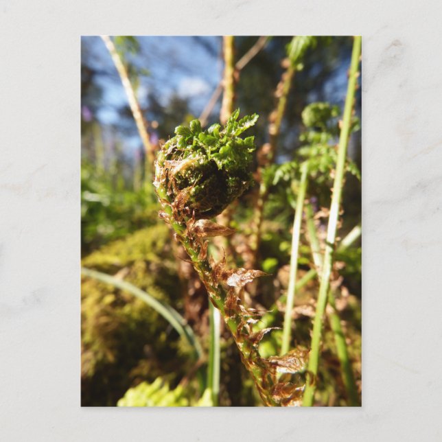Fern Frontend Postkarte (Vorderseite)