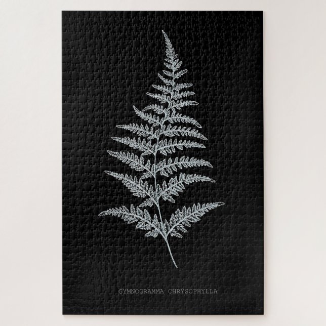 Fern - Gymnogramma Chrysophylla. Röntgeneffekt - 0 (Vertikal)