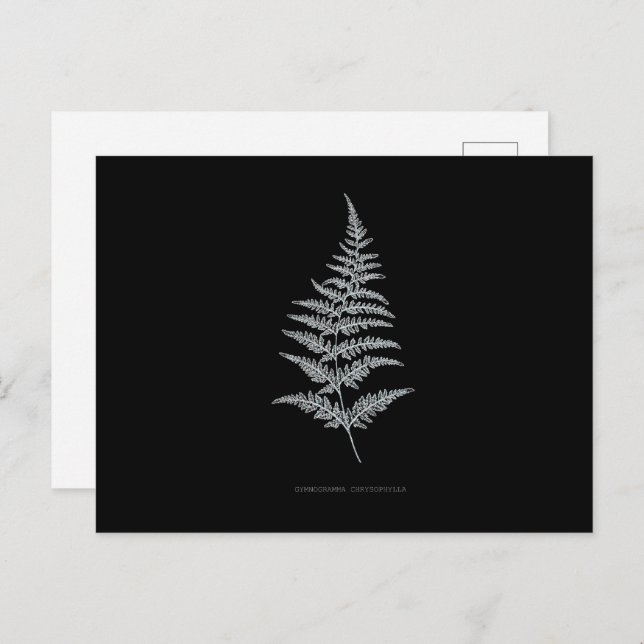 Fern - Gymnogramma Chrysophylla. Röntgeneffekt - 0 Postkarte (Vorne/Hinten)