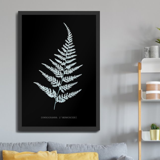Fern - Gymnogramma L’herminieri. Röntgeneffekt - 0 Poster (Von Creator hochgeladen)