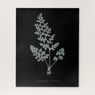 Fern - Gymnogramma Leptophylla - Röntgenwirkung -