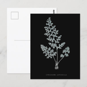 Fern - Gymnogramma Leptophylla - Röntgenwirkung -  Postkarte