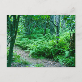 Fern Hiking Trail Post Card Postkarte