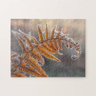 Fern Leaf mit Eisfrost in kalter Winternatur -