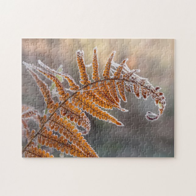Fern Leaf mit Eisfrost in kalter Winternatur - (Horizontal)