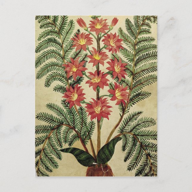 Fern mit roten und gelben Blumen Postkarte (Vorderseite)