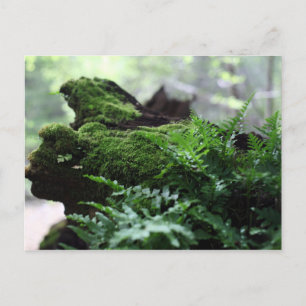 Fern & Moss Postkarte