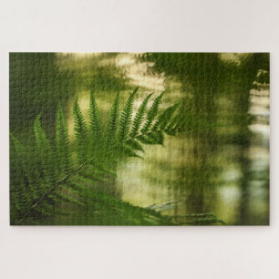 Fern Nature Foto
