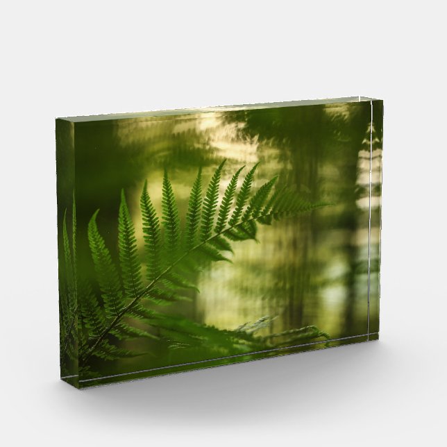Fern Nature Foto (Links)