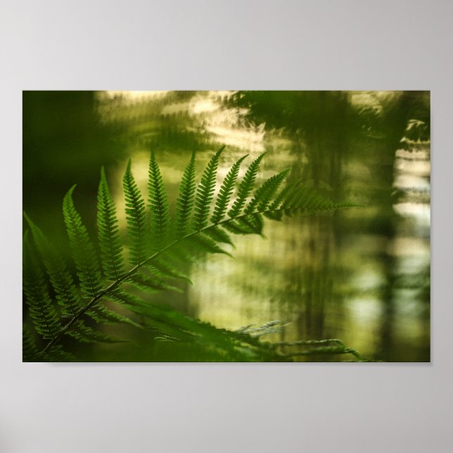 Fern Nature Foto Poster (Vorne)
