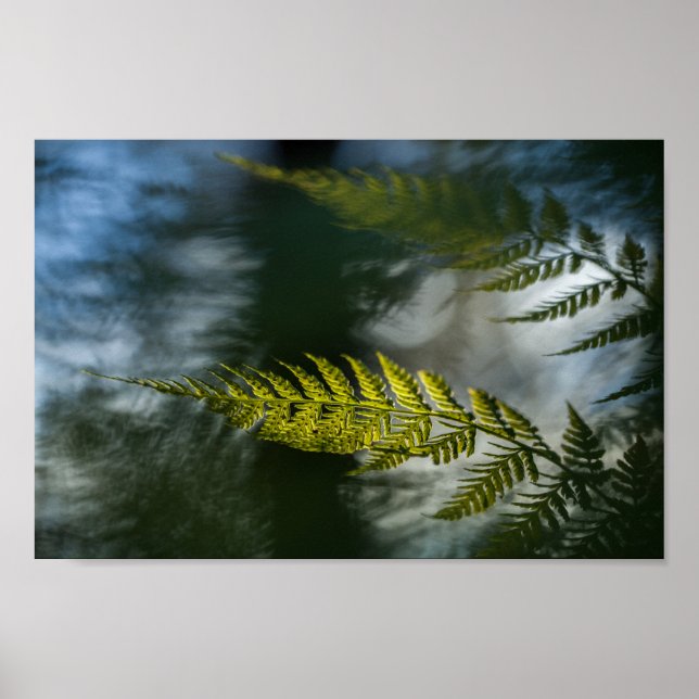 Fern Nature Foto Poster (Vorne)
