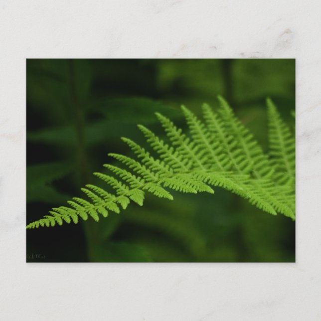Fern P6597 Postkarte (Vorderseite)