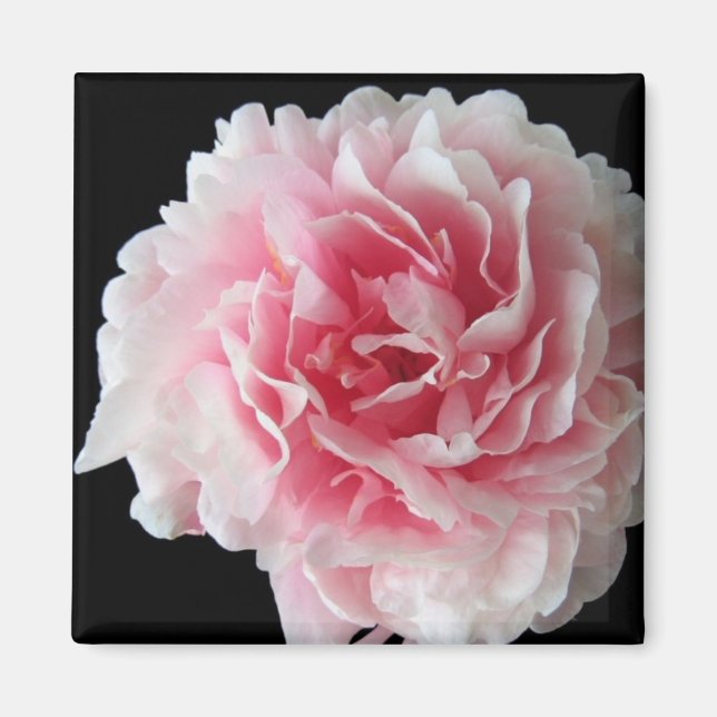 Fern Peony Square Magnet (Vorne)