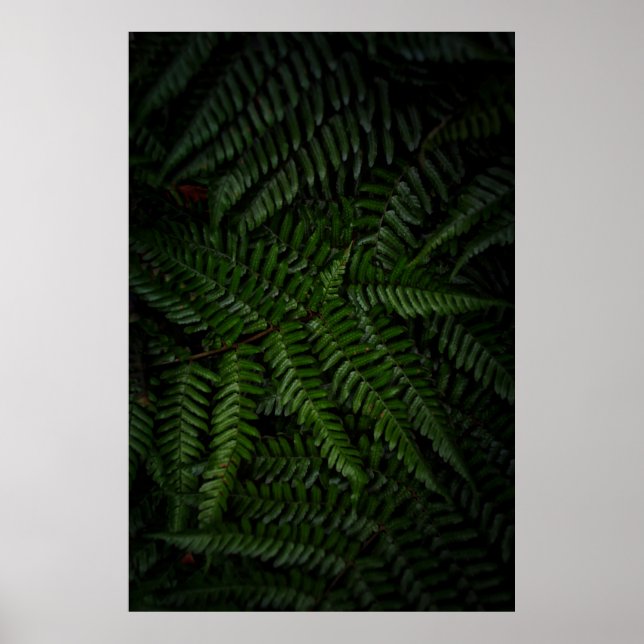 Fern Pflanze Poster (Vorne)