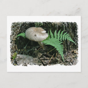 Fern & Pilz bei Stumpf-Koordinationsaufgaben Postkarte