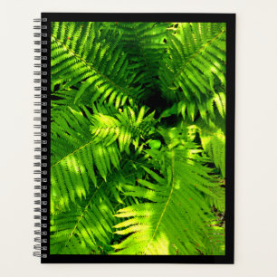 Fern Planer