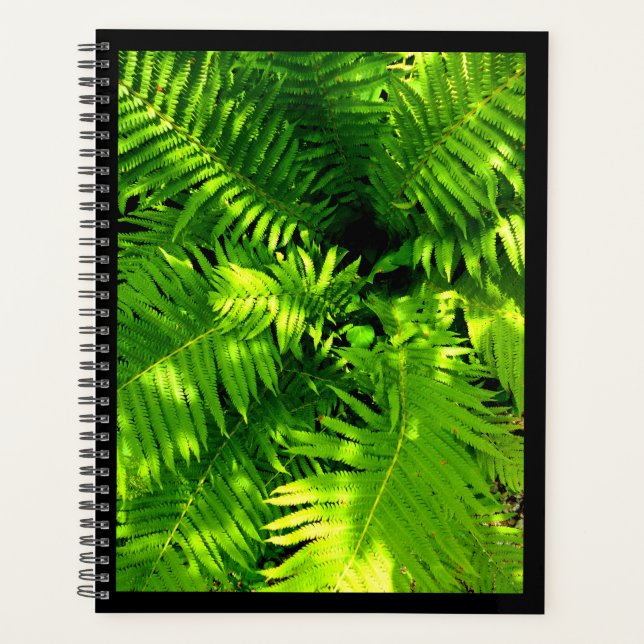 Fern Planer (Vorderseite)