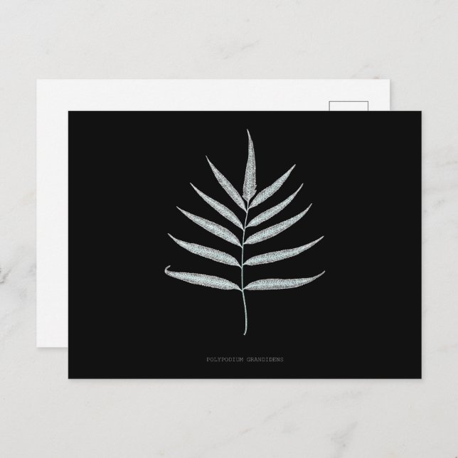 Fern - Polypodyum Grandidens - Röntgenwirkung - 10 Postkarte (Vorne/Hinten)