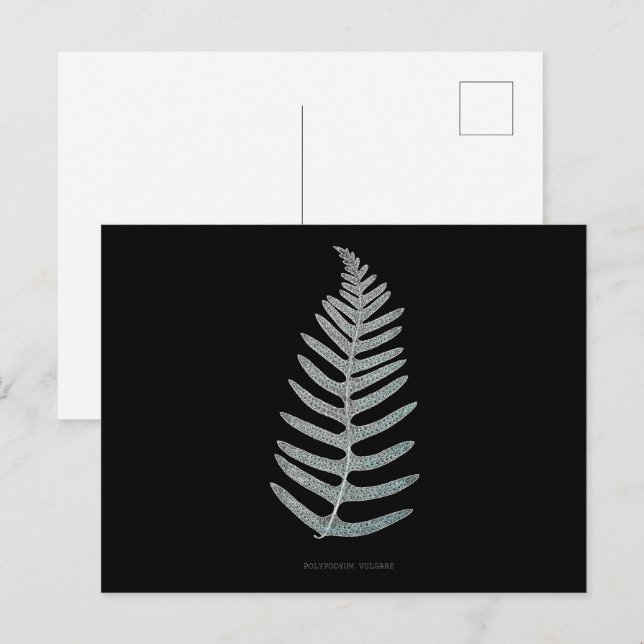 Fern - Polypodyum Vulgare - Röntgeneffekt - 09 Postkarte (Vorne/Hinten)