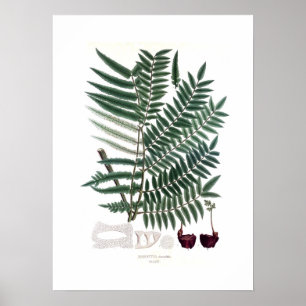 Fern Poster