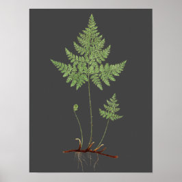 Fern. Poster