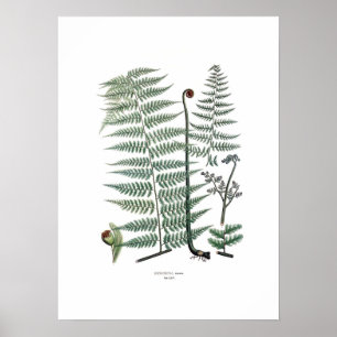 Fern Poster