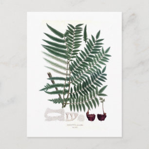 Fern Postkarte