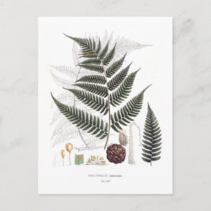 Fern Postkarte
