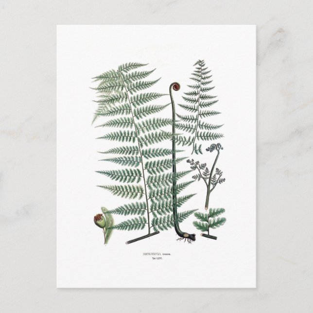 Fern Postkarte (Vorderseite)
